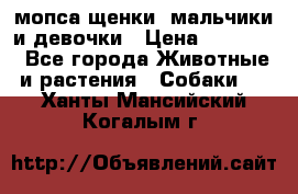 мопса щенки -мальчики и девочки › Цена ­ 25 000 - Все города Животные и растения » Собаки   . Ханты-Мансийский,Когалым г.